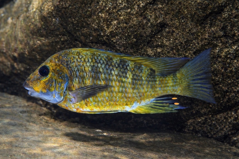 Petrochromis sp. 'kasumbe' Cape Bangwe